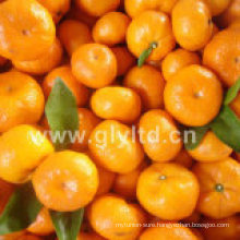 professional Supply Fresh Baby Mandarin Oranges